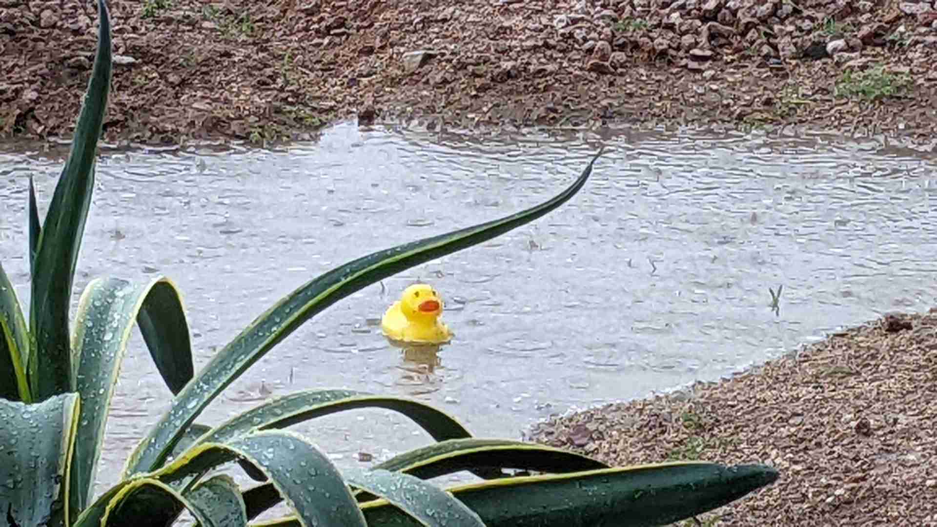 Rainwater Harvesting